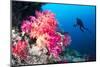 Scuba Diver Swims by a Beautiful Tropical Reef Full of Vibrant Purple and Orange Soft Corals.-Kelpfish-Mounted Photographic Print