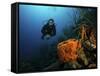 Scuba Diver Swims Underwater Amongst Sea Sponges-Stocktrek Images-Framed Stretched Canvas