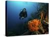 Scuba Diver Swims Underwater Amongst Sea Sponges-Stocktrek Images-Stretched Canvas