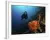 Scuba Diver Swims Underwater Amongst Sea Sponges-Stocktrek Images-Framed Photographic Print