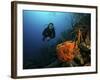 Scuba Diver Swims Underwater Amongst Sea Sponges-Stocktrek Images-Framed Photographic Print