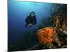 Scuba Diver Swims Underwater Amongst Sea Sponges-Stocktrek Images-Mounted Photographic Print