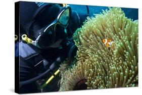 Scuba Diver with False Clown Anenomefish, Magnificent Sea Anemone, Cairns, Queensland, Australia-Louise Murray-Stretched Canvas