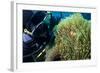 Scuba Diver with False Clown Anenomefish, Magnificent Sea Anemone, Cairns, Queensland, Australia-Louise Murray-Framed Photographic Print