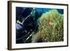 Scuba Diver with False Clown Anenomefish, Magnificent Sea Anemone, Cairns, Queensland, Australia-Louise Murray-Framed Photographic Print