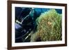 Scuba Diver with False Clown Anenomefish, Magnificent Sea Anemone, Cairns, Queensland, Australia-Louise Murray-Framed Photographic Print