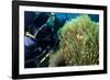 Scuba Diver with False Clown Anenomefish, Magnificent Sea Anemone, Cairns, Queensland, Australia-Louise Murray-Framed Photographic Print