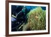 Scuba Diver with False Clown Anenomefish, Magnificent Sea Anemone, Cairns, Queensland, Australia-Louise Murray-Framed Photographic Print