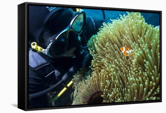 Scuba Diver with False Clown Anenomefish, Magnificent Sea Anemone, Cairns, Queensland, Australia-Louise Murray-Framed Stretched Canvas