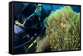 Scuba Diver with False Clown Anenomefish, Magnificent Sea Anemone, Cairns, Queensland, Australia-Louise Murray-Framed Stretched Canvas