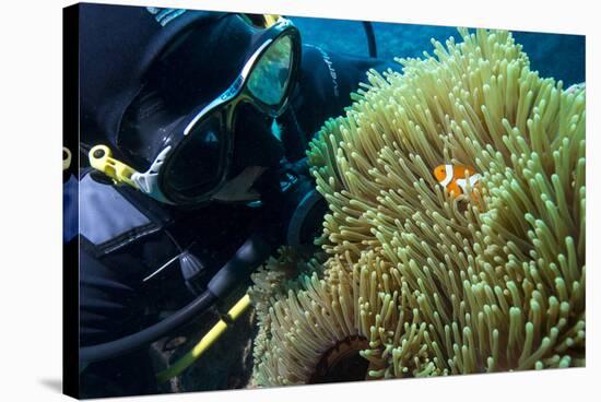 Scuba Diver with False Clown Anenomefish, Magnificent Sea Anemone, Cairns, Queensland, Australia-Louise Murray-Stretched Canvas
