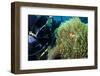 Scuba Diver with False Clown Anenomefish, Magnificent Sea Anemone, Cairns, Queensland, Australia-Louise Murray-Framed Photographic Print