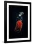 Scuba diver with Helmet jellyfish, Norway-Franco Banfi-Framed Photographic Print