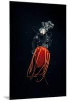 Scuba diver with Helmet jellyfish, Norway-Franco Banfi-Mounted Photographic Print