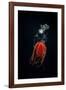 Scuba diver with Helmet jellyfish, Norway-Franco Banfi-Framed Photographic Print