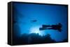 Scuba Divers Swimming Near Reef-Paul Souders-Framed Stretched Canvas