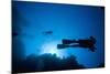 Scuba Divers Swimming Near Reef-Paul Souders-Mounted Photographic Print