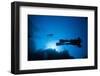 Scuba Divers Swimming Near Reef-Paul Souders-Framed Photographic Print