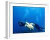 Scuba Divers with Hawksbill Turtle, Half Moon Caye, World Heritage Site, Barrier Reef, Belize-Stuart Westmoreland-Framed Photographic Print