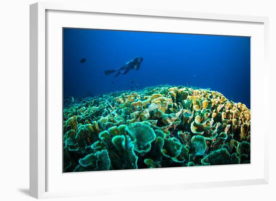 Scuba Diving above Coral below Boat Bunaken Sulawesi Indonesia Underwater Photo-fenkieandreas-Framed Photographic Print