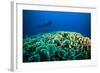 Scuba Diving above Coral below Boat Bunaken Sulawesi Indonesia Underwater Photo-fenkieandreas-Framed Photographic Print
