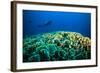 Scuba Diving above Coral below Boat Bunaken Sulawesi Indonesia Underwater Photo-fenkieandreas-Framed Photographic Print