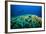 Scuba Diving above Coral below Boat Bunaken Sulawesi Indonesia Underwater Photo-fenkieandreas-Framed Photographic Print