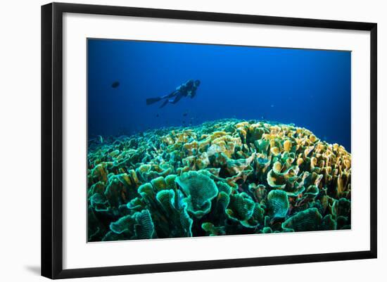 Scuba Diving above Coral below Boat Bunaken Sulawesi Indonesia Underwater Photo-fenkieandreas-Framed Photographic Print