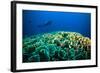 Scuba Diving above Coral below Boat Bunaken Sulawesi Indonesia Underwater Photo-fenkieandreas-Framed Photographic Print