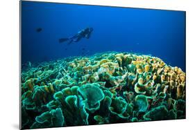 Scuba Diving above Coral below Boat Bunaken Sulawesi Indonesia Underwater Photo-fenkieandreas-Mounted Photographic Print
