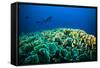 Scuba Diving above Coral below Boat Bunaken Sulawesi Indonesia Underwater Photo-fenkieandreas-Framed Stretched Canvas