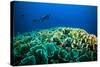Scuba Diving above Coral below Boat Bunaken Sulawesi Indonesia Underwater Photo-fenkieandreas-Stretched Canvas