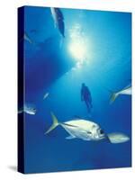 Scuba Diving at Lighthouse Reef with Fish, Barrier Reef, Belize-Greg Johnston-Stretched Canvas