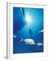 Scuba Diving at Lighthouse Reef with Fish, Barrier Reef, Belize-Greg Johnston-Framed Premium Photographic Print