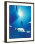 Scuba Diving at Lighthouse Reef with Fish, Barrier Reef, Belize-Greg Johnston-Framed Premium Photographic Print