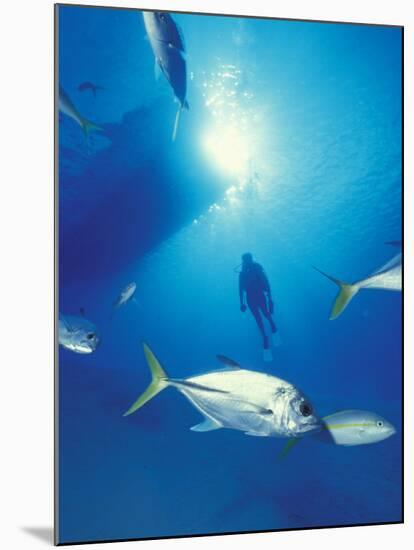 Scuba Diving at Lighthouse Reef with Fish, Barrier Reef, Belize-Greg Johnston-Mounted Premium Photographic Print