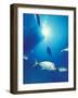 Scuba Diving at Lighthouse Reef with Fish, Barrier Reef, Belize-Greg Johnston-Framed Photographic Print