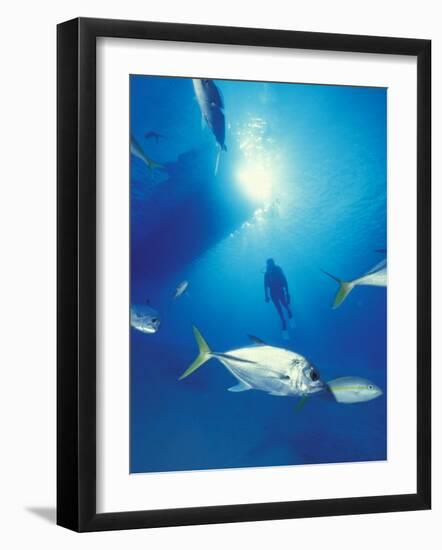 Scuba Diving at Lighthouse Reef with Fish, Barrier Reef, Belize-Greg Johnston-Framed Photographic Print