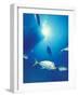 Scuba Diving at Lighthouse Reef with Fish, Barrier Reef, Belize-Greg Johnston-Framed Photographic Print