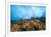 Scuba Diving at Molokini Crater, Maui, Hawaii, USA-Stuart Westmorland-Framed Photographic Print