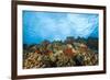 Scuba Diving at Molokini Crater, Maui, Hawaii, USA-Stuart Westmorland-Framed Photographic Print