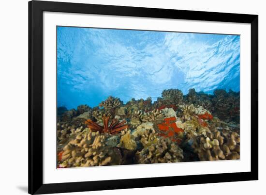 Scuba Diving at Molokini Crater, Maui, Hawaii, USA-Stuart Westmorland-Framed Photographic Print