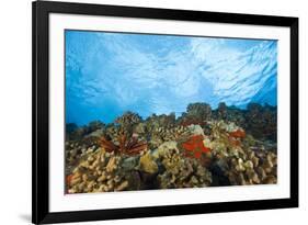 Scuba Diving at Molokini Crater, Maui, Hawaii, USA-Stuart Westmorland-Framed Photographic Print