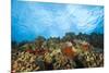 Scuba Diving at Molokini Crater, Maui, Hawaii, USA-Stuart Westmorland-Mounted Photographic Print