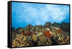 Scuba Diving at Molokini Crater, Maui, Hawaii, USA-Stuart Westmorland-Framed Stretched Canvas