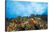 Scuba Diving at Molokini Crater, Maui, Hawaii, USA-Stuart Westmorland-Stretched Canvas