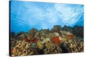 Scuba Diving at Molokini Crater, Maui, Hawaii, USA-Stuart Westmorland-Stretched Canvas