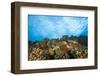 Scuba Diving at Molokini Crater, Maui, Hawaii, USA-Stuart Westmorland-Framed Photographic Print