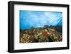 Scuba Diving at Molokini Crater, Maui, Hawaii, USA-Stuart Westmorland-Framed Photographic Print