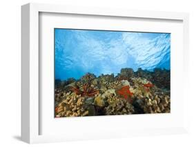 Scuba Diving at Molokini Crater, Maui, Hawaii, USA-Stuart Westmorland-Framed Photographic Print